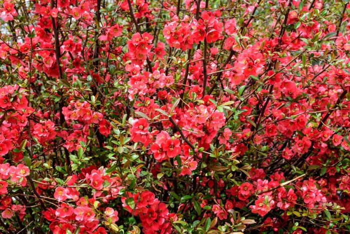 Айва японская кустарник