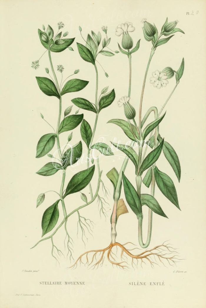 Смолевка дрема белая