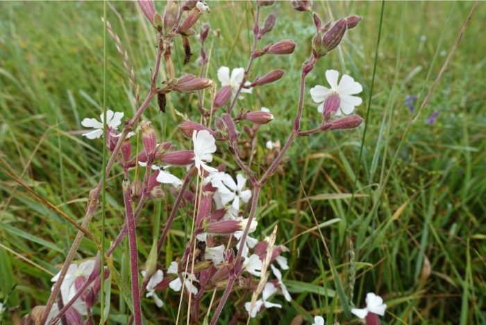 Silene vulgaris смолевка обыкновенная