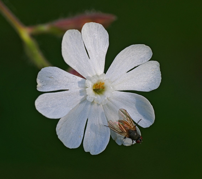 Смолевка обыкновенная