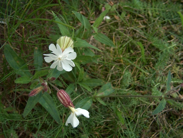 Смолевка обыкновенная(silene cucupalus)