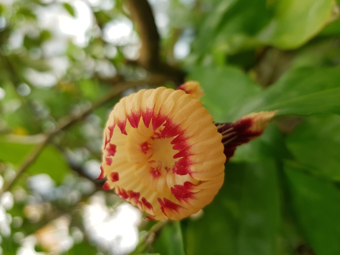 Napoleonaea imperialis