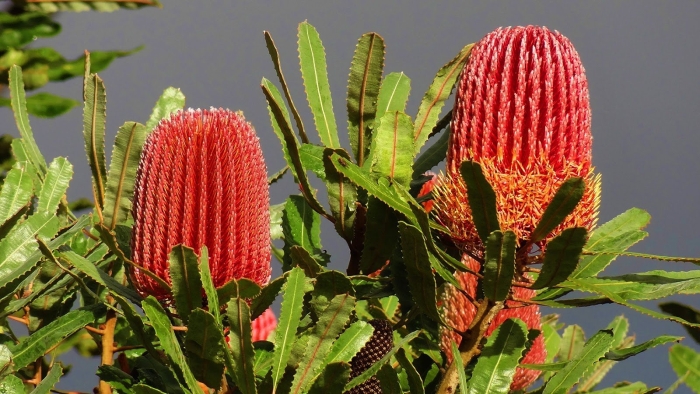 Банксия вересколистная