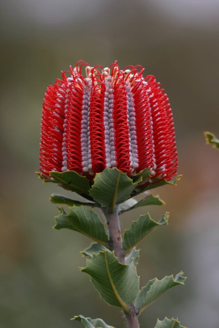 Банксия coccinea