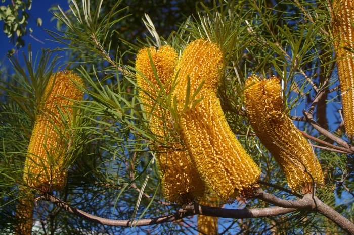Banksia spinulosa