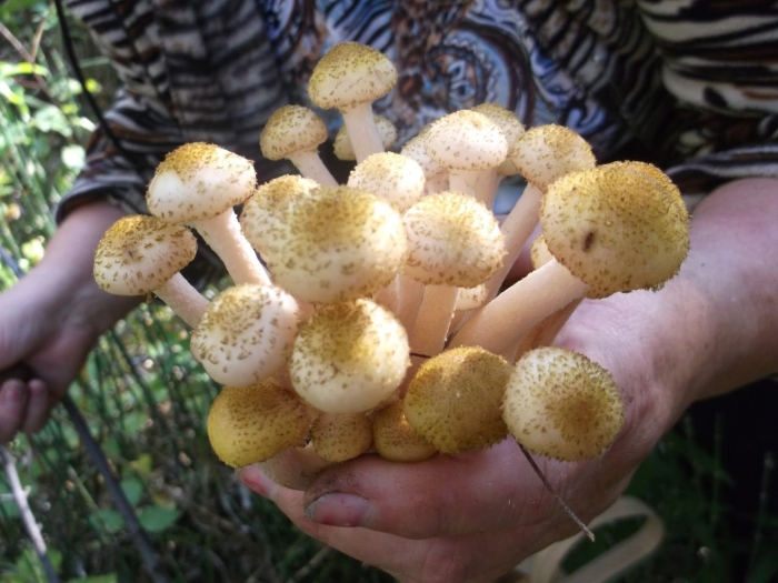 Опята осенние королевские