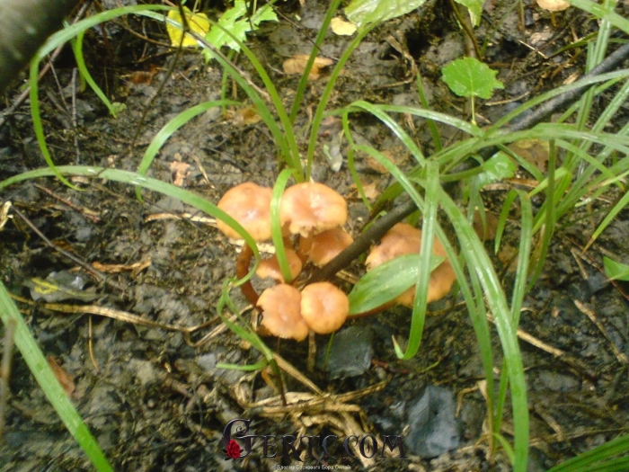 Домашняя грибница опята