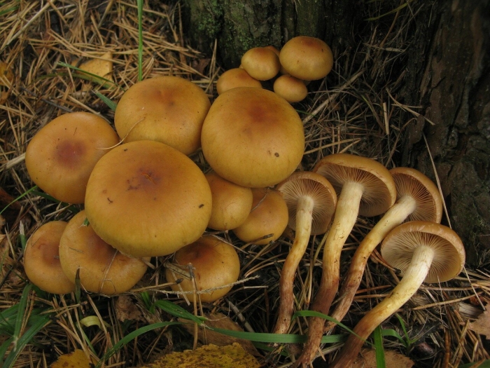 Чешуйчатка сосновая pholiota pinicola