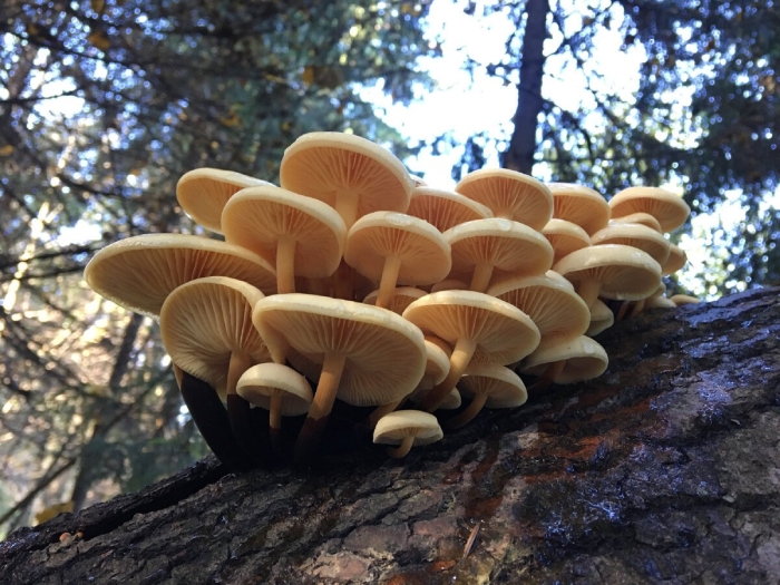 Фламмулина бархатистоножковая зимний опенок