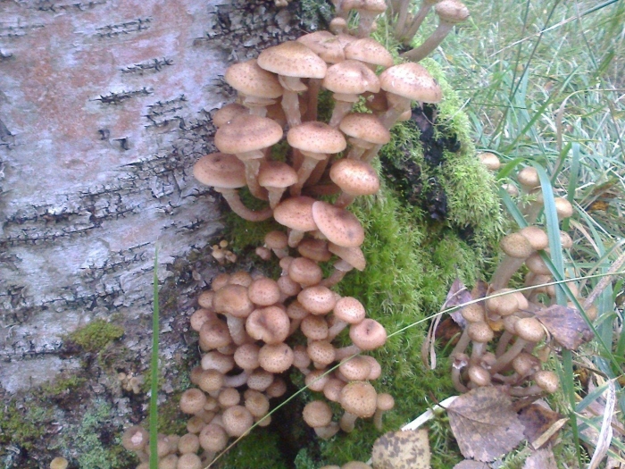 Опята грибы удмуртии