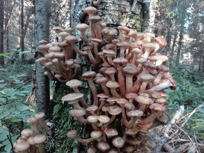 Осенние опята ленинградская область