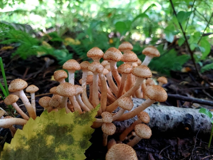 Опёнок осенний съедобные грибы