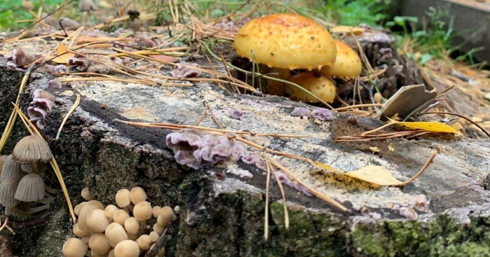 Чешуйчатка золотистая pholiota aurivella