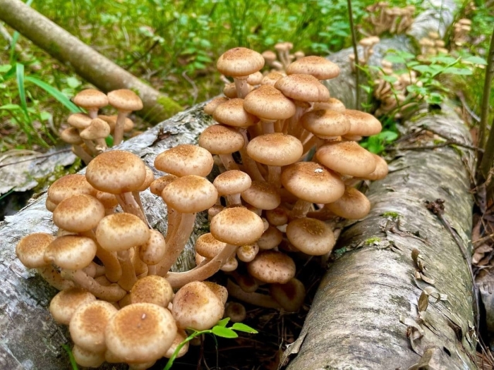 Опенок луговой негниючник