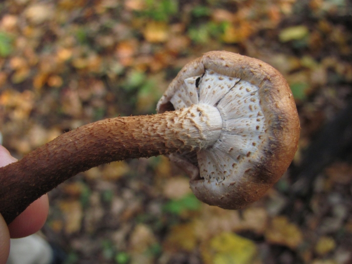 Гриб чешуйчатка обыкновенная pholiota squarrosa