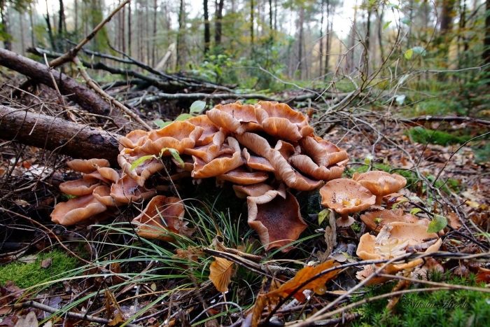 Гриб опенок