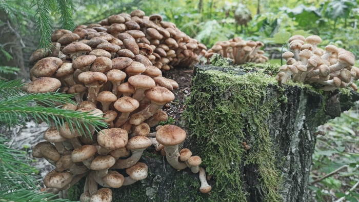 Опенок темный armillaria ostoyae