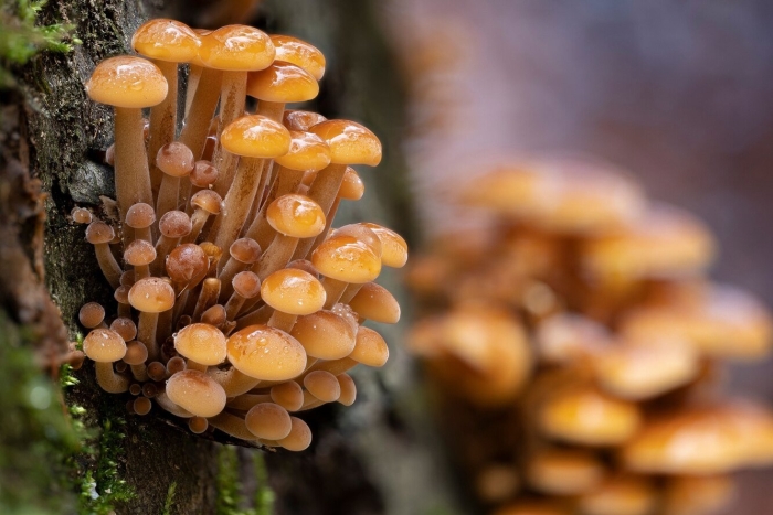 Опята намеко