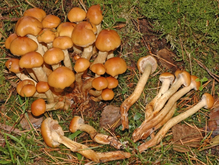 Чешуйчатка сосновая pholiota pinicola