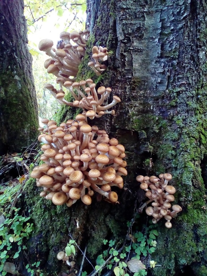 Еловые опята