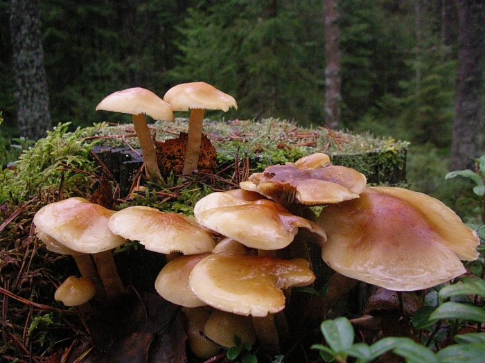 Опенок серопластинчатый hypholoma
