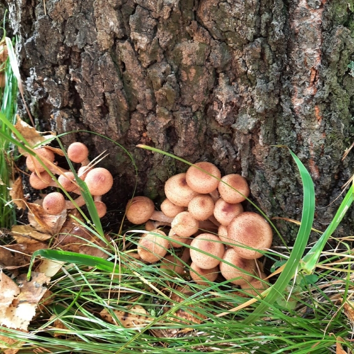 Пневые опята