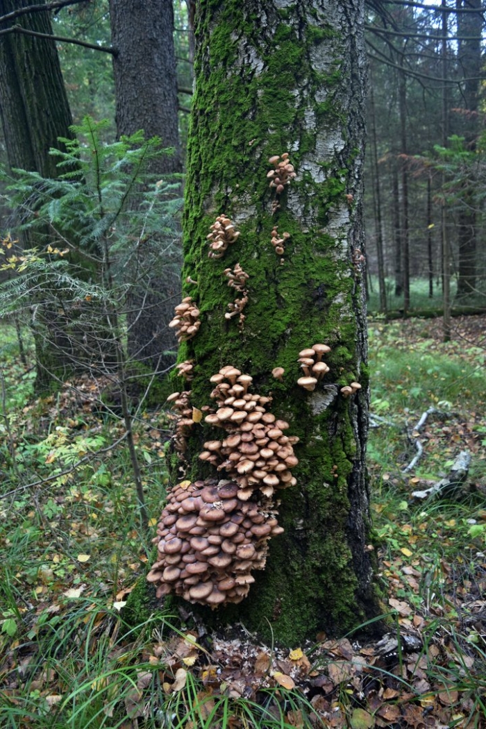 Древесные опята