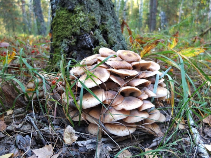 Опята в сосновом лесу