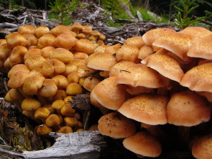 Чешуйчатка обыкновенная