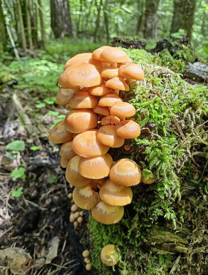 Летний опенок kuehneromyces mutabilis