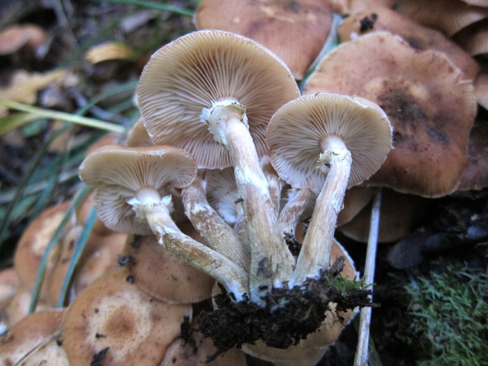 Гриб опенок