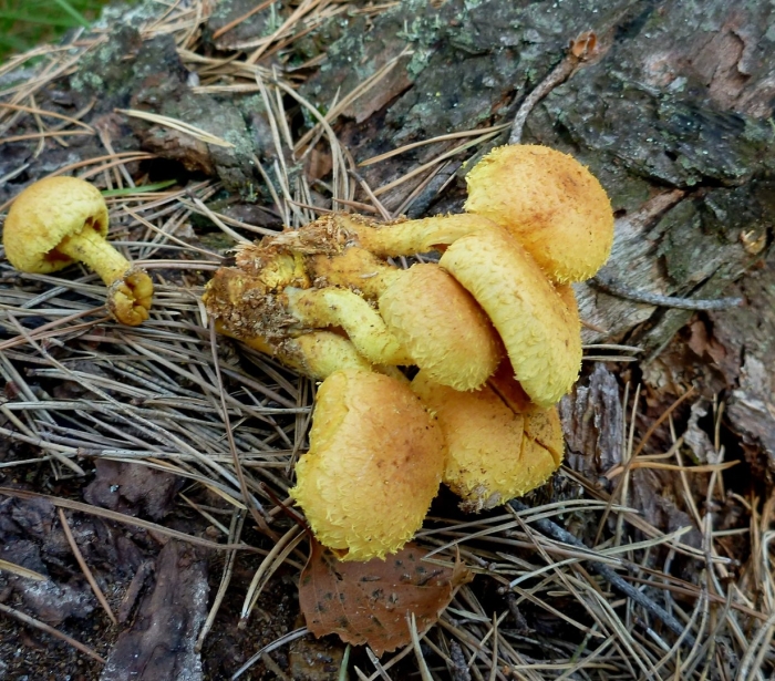 Опёнок сосновый