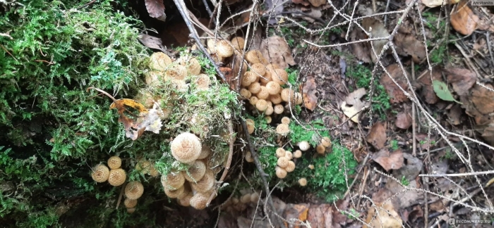 Опёнок сосновый