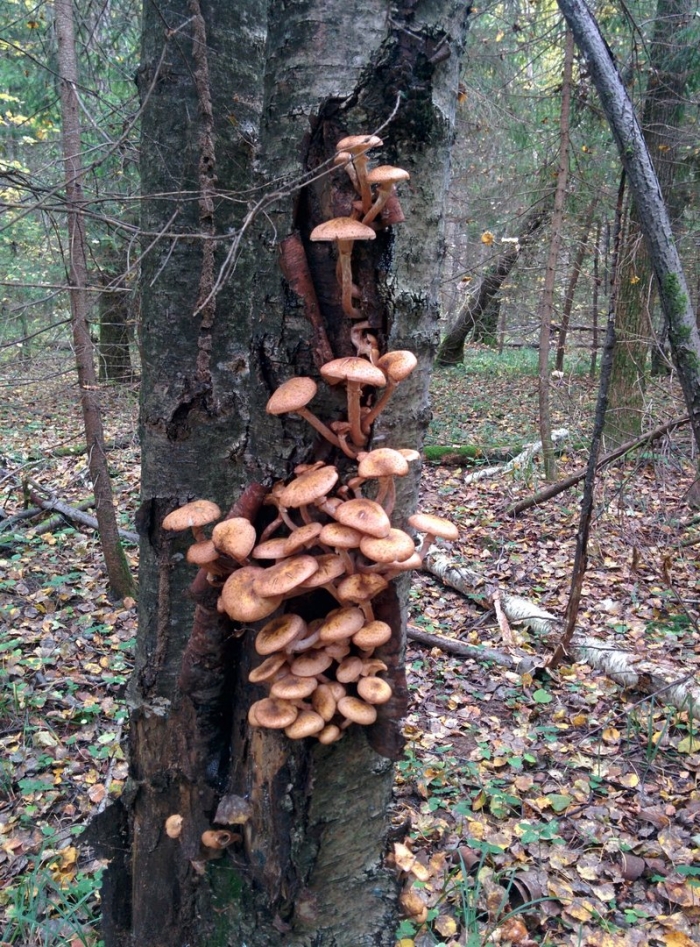 Опята в лесу