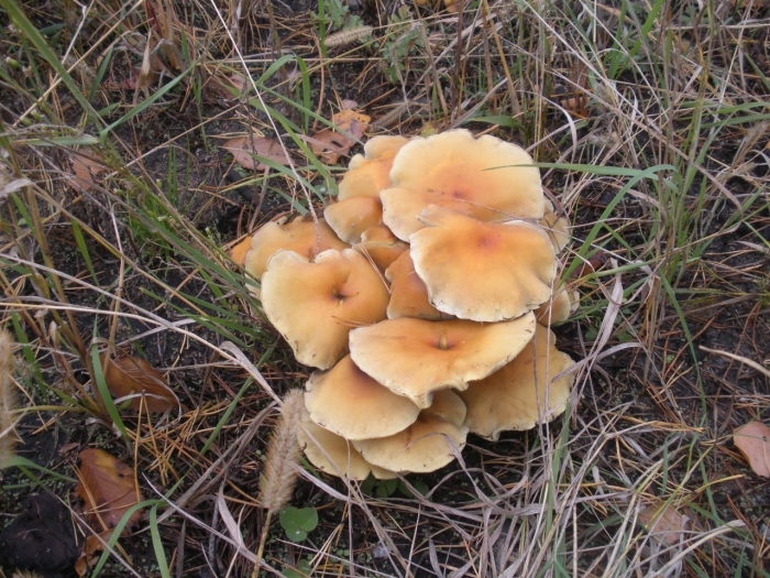 Опенок серопластинчатый