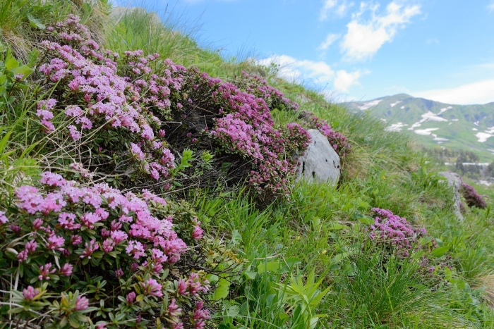 Волчеягодник черкесский кавказский