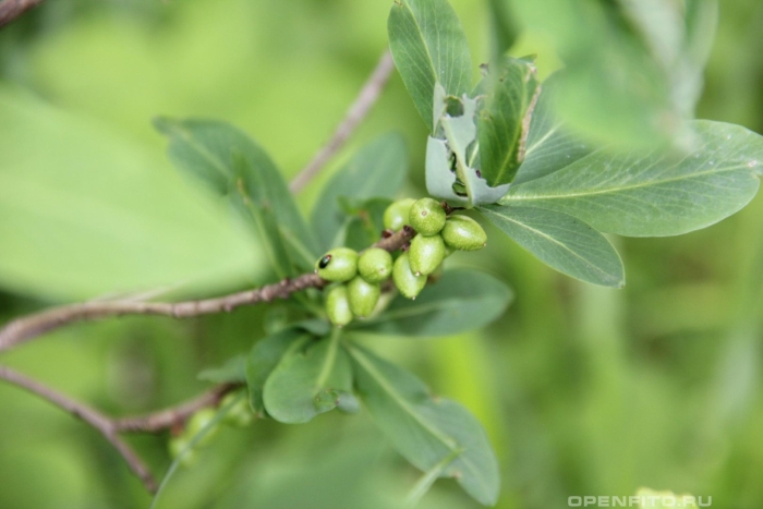 Волчеягодник обыкновенный