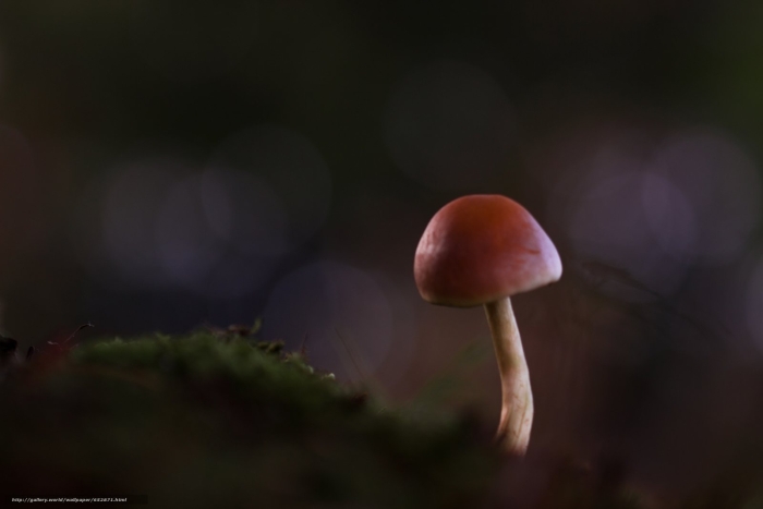 Красивые грибы