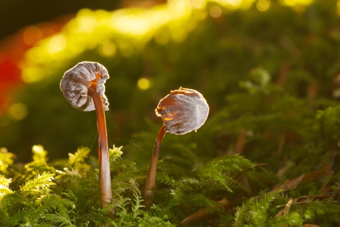 Сфагнум губка