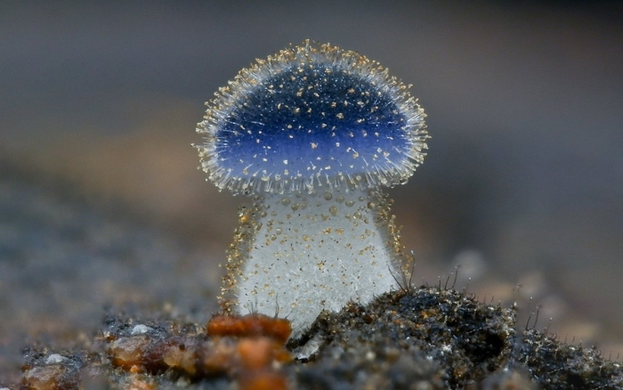 Mycena subcyanocephala