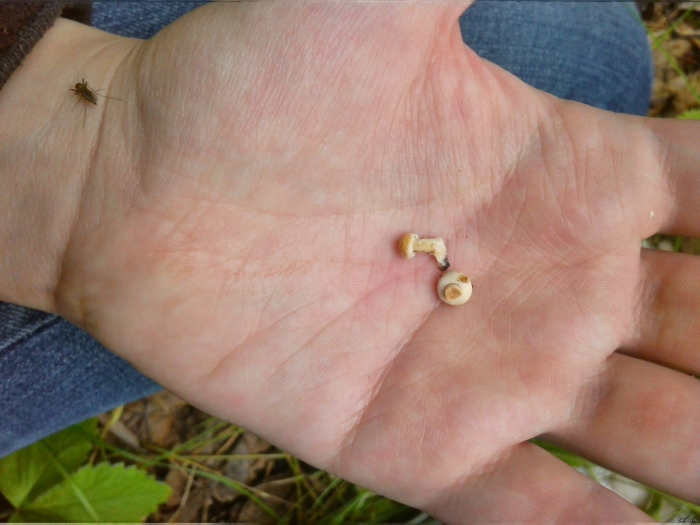 Самый маленький гриб