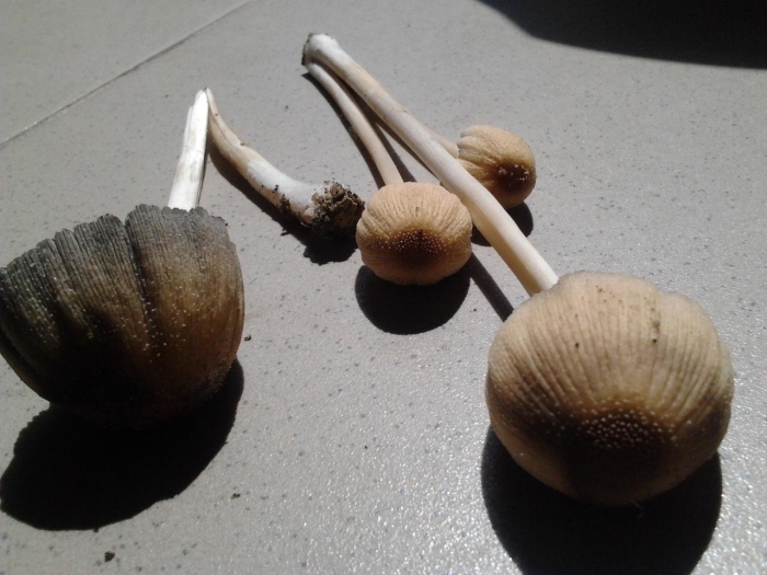 Навозник домашний гриб