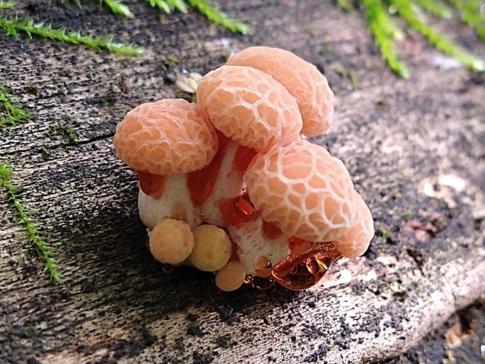 Родотус дланевидный