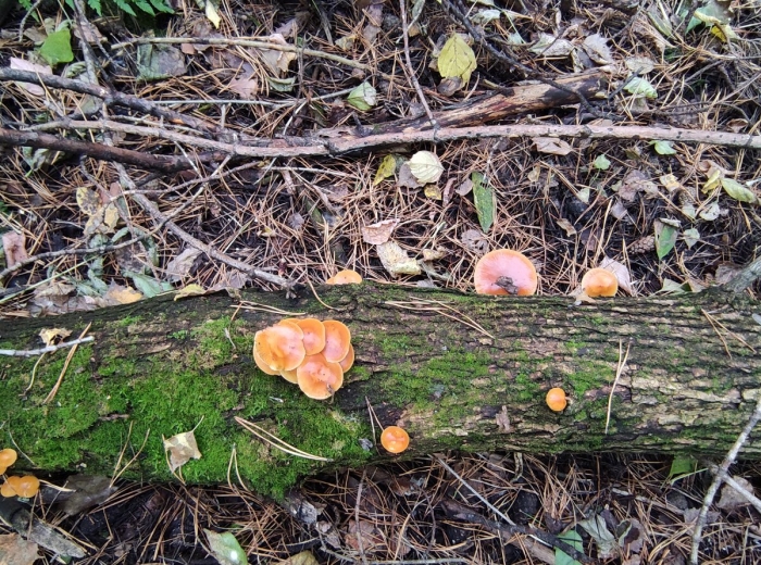 Зимний опенок фламмулина