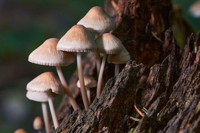 Поганка гриб