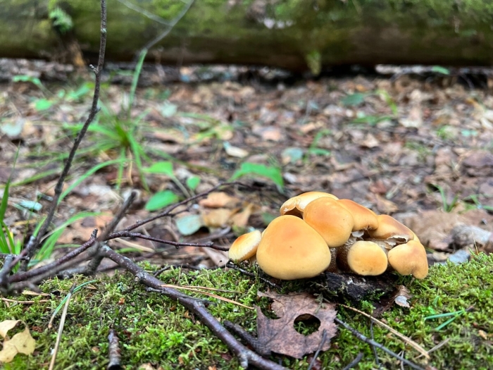 Ложноопёнок серно-жёлтый