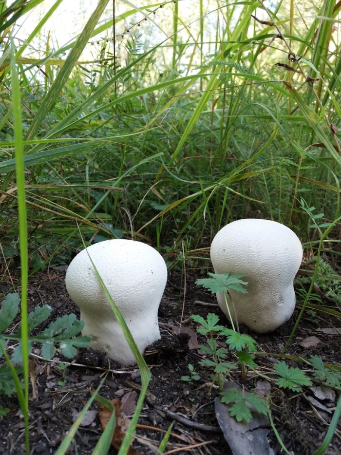 Гриб дождевик головач