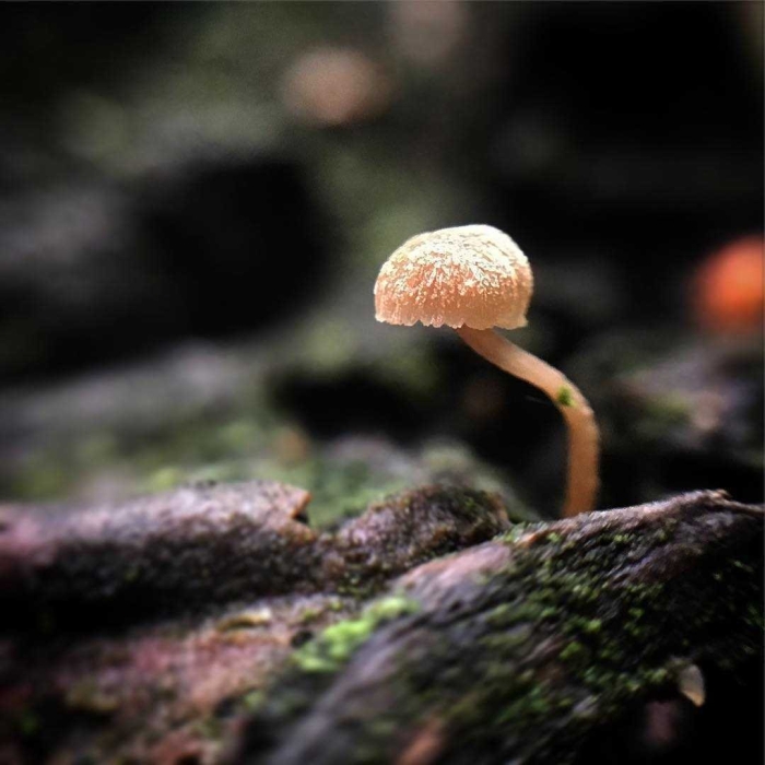 Мицена волосистая гриб