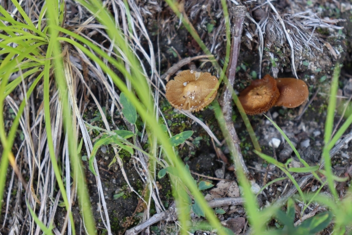 Чешуйчатка угольная pholiota carbonaria