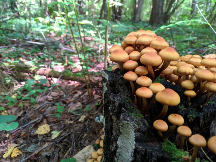 Летний опенок kuehneromyces mutabilis